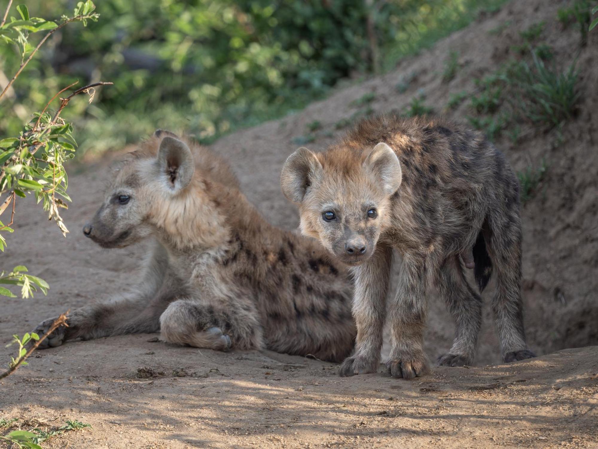 Nyati Safari Lodge Hoedspruit Ngoại thất bức ảnh